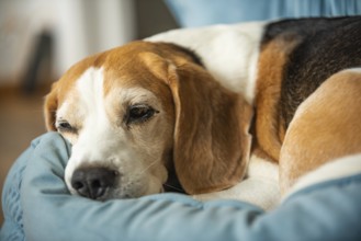 A beagle dog resting on a blue blanket, looking cozy, Graz, Austria