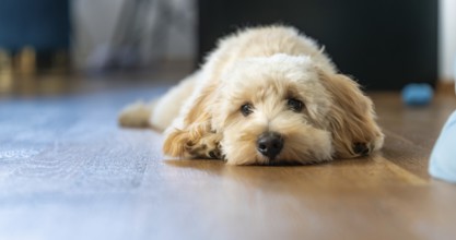A beige Maltipoo dog rests on a wooden floor, appearing calm and relaxed in the gentle afternoon