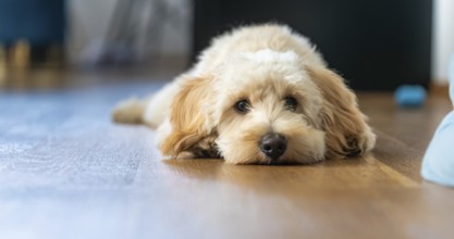 A fluffy Maltipoo dog peacefully laying on the floor indoors, Graz, Austria