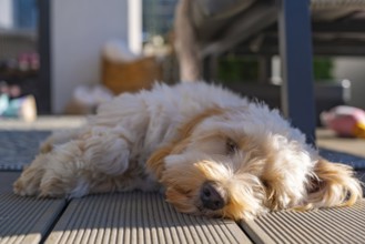 A fluffy Maltipoo dog resting on a sunlit patio area, Graz, Austria