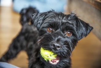 A black Yorkshire terrier dog with bright eyes holds a green ball, showcasing a curious and