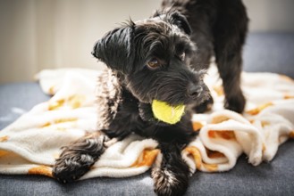 A black Yorkshire dog dog holds a yellow ball on a blanket, bathed in warm sunlight, exuding a