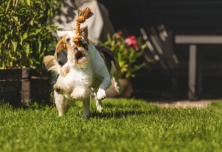 A dog jumping actively while holding a rope toy on green grass, Graz, Austria