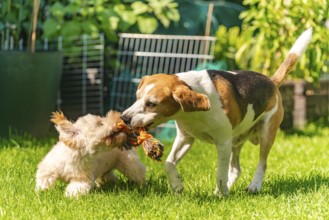 Maltipoo puppy and Beagle dog play with a rope toy on a sunny day in a green grassy area, Graz,