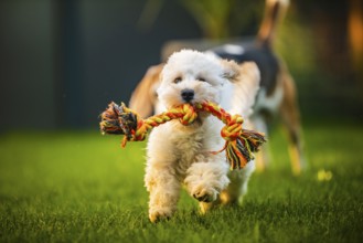A playful Maltipoo puppy running with a rope toy on a grassy lawn, Graz, Austria