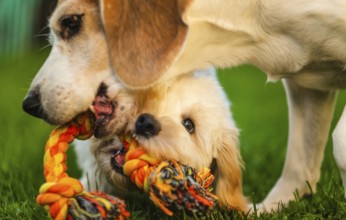 Maltipoo puppy and Beagle dog engaged in a playful tug-of-war on green grass, showing teamwork,