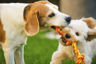 Maltipoo puppy and Beagle dog energetically pulling on a rope toy in a grassy outdoor environment,