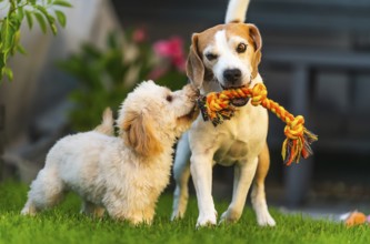 Maltipoo puppy and Beagle dog engaged in tug-of-war with a rope toy on green grass outdoors, Graz,