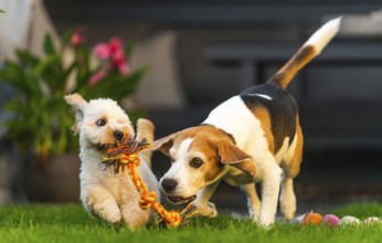 Maltipoo puppy and Beagle dog energetically playing with a rope toy in a garden setting, Graz,