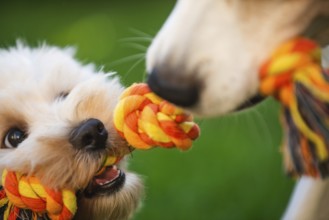 Close-up of Maltipoo puppy and Beagle dog tugging on a rope toy with excitement on a green