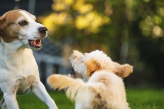 Maltipoo puppy and Beagle dog interacting playfully in a garden with a green background, Graz,