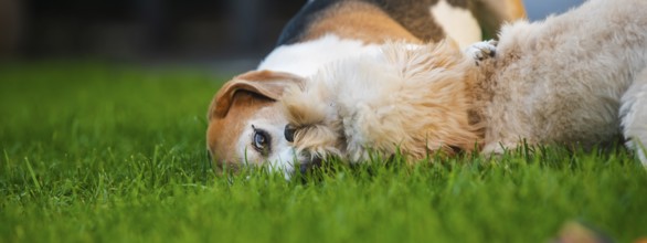 Maltipoo puppy and Beagle dog lying on green grass, appearing playful yet calm, in an outdoor