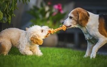 Maltipoo and Beagle dogs intensely playing tug-of-war, enjoying outdoor fun, Graz, Austria