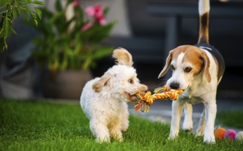 Two dogs engaging in a playful tug-of-war with a rope toy, Graz, Austria
