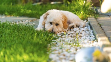A Maltipoo dog lying on pebbles beside the grass, appearing thoughtful, Graz, Austria