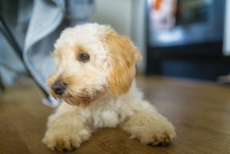A fuzzy beige Maltipoo dog gazes to the side indoors, emanating calm curiosity amidst soft
