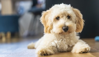 A fluffy beige Maltipoo dog looks content as it lies on a wooden floor in a peaceful home