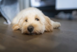 A beige Maltipoo dog relaxes indoors on a wooden floor, with a tranquil atmosphere and an unfocused