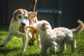 Maltipoo puppy and a Beagle dog playfully tugging on a rope toy in a grassy yard, Graz, Austria