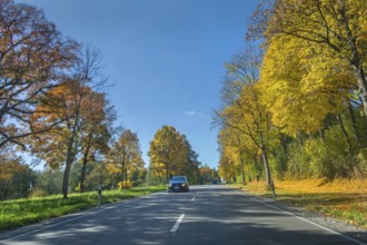 Country road and autumn-colored deciduous trees, Kempten, Swabia, Bavaria, Germany
