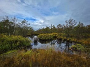 A still body of water in a moor surrounded by trees under an overcast sky, The Holler Moor in 27804