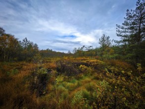 An extensive autumn landscape under a cloudy sky with lively vegetation, The Holler Moor in 27804