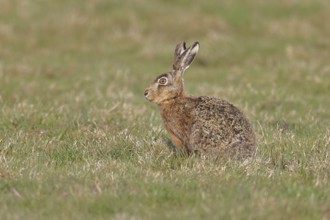Brown hare (Lepus europaeus) sitting in a meadow, North Rhine-Westphalia, Germany