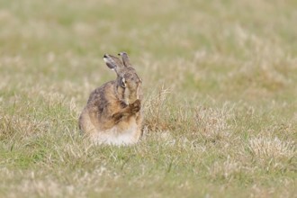 Brown hare (Lepus europaeus) sitting in a meadow and cleaning itself, North Rhine-Westphalia,