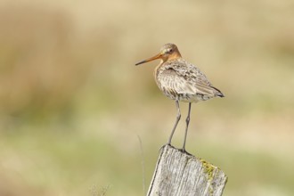Blacktail (Limosa limosa), sitting room, on a fence post, snipe birds, wildlife, nature