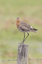 Blacktail (Limosa limosa), sitting room, on a fence post, snipe birds, wildlife, nature