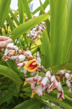 Close-up of red ginger (Alpinia purpurata) inflorescences with showy, white-pink bracts and