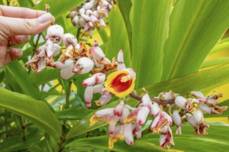 Close-up of red ginger (Alpinia purpurata) inflorescences with showy, white-pink bracts and
