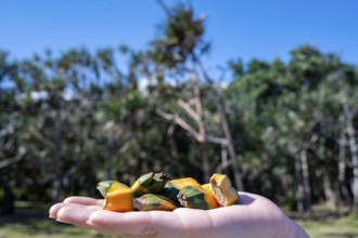 A hand holds a small cluster of yellow-orange and green fruit segments of Vacoas (Pandanus utilis),