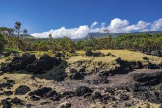 Typical vegetation of the landscape from Cap Mechant with black lava rocks, conquered here and
