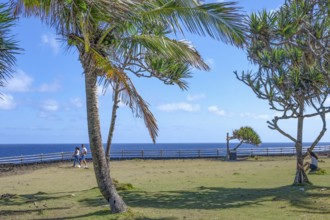 Two tropical palm trees (Cocos nucifera) and a pandanus tree (Vacoas) frame a wide grassy area at