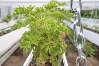Close-up of healthy green geranium plant (pelargonium) with its serrated leaves in a breeding