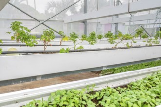 Healthy, green geranium plant (pelargonium) with its serrated leaves in a breeding facility