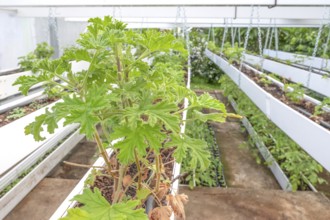 Close-up of healthy, green geranium plant (pelargonium) with its serrated leaves in a breeding