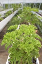 Close-up of healthy, green geranium plant (pelargonium) with its serrated leaves in a breeding