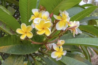 Cluster of white and bright yellow flowers of frangipani (Plumeria) with their characteristic