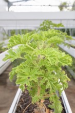 DSC_9986 Close-up of healthy green geranium plant (pelargonium) with its serrated leaves in a