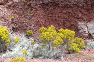 Detail of the flanks along the Route du Volcan with intense yellow-green and silver-colored plants
