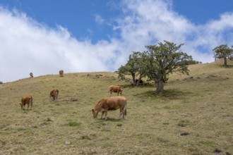 Several reddish brown cattle (breed: Limousin) graze on a green mountainside in the high pasture