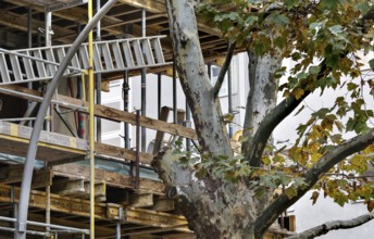 Sycamore tree with cut branch, space for scaffolding on a new building of a house, Berlin, 28.10