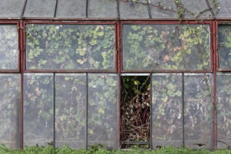 Abandoned greenhouse with broken window, view of the completely overgrown interior, Lost Place,