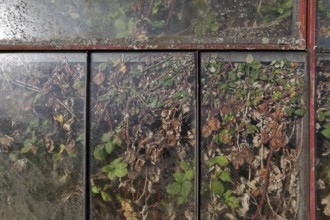 Abandoned greenhouse of a nursery, view of the completely overgrown interior, Lost Place,