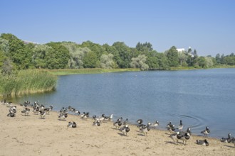 Branta leucopsis white-cheeked goose, Töölö bay, Töölönlahti, Helsinki, Finland