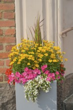Flowers, flower box, Helsinki, Finland