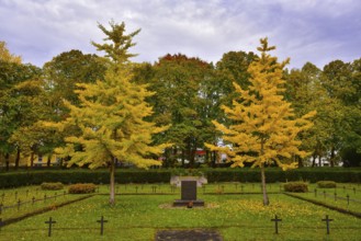 Ginkgo or ginko (ginkgo biloba) at the western cemetery in Augsburg, administrative district of