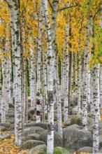 Birch trees (Betula) in a municipal park in Augsburg, administrative district of Swabia, Bavaria,